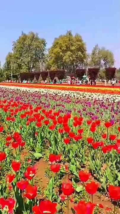 Beautiful garden