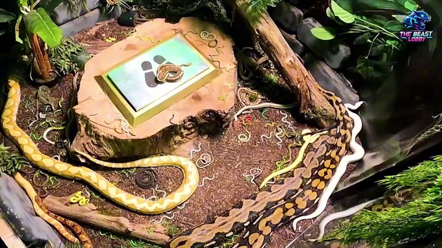 $10000 Challenge Part 1 #shorts #mrbeast #entertainment