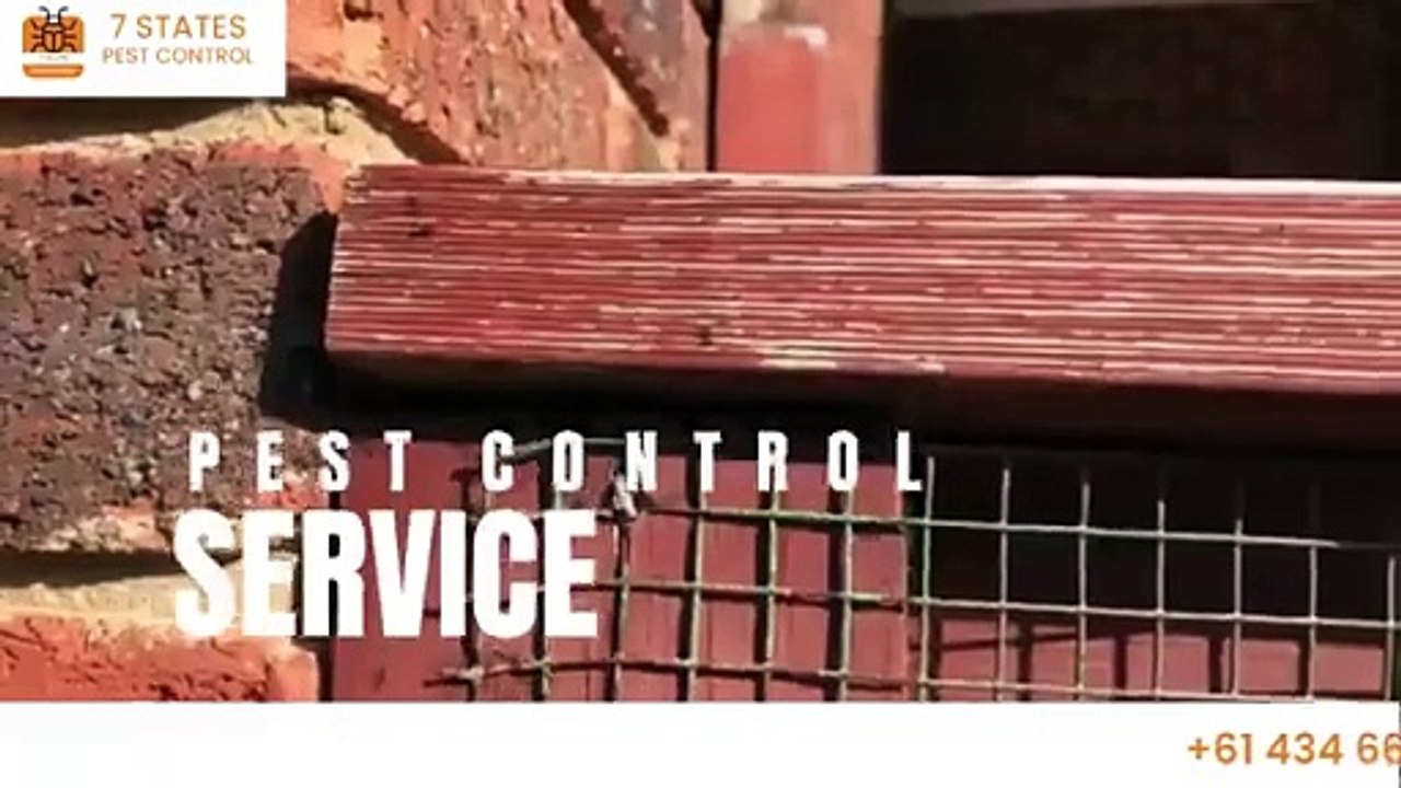 Say Goodbye to Ant Infestations with Expert Ant Pest Control Services