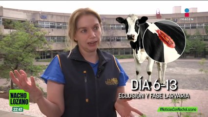 El gusano barrenador, una plaga que había sido erradicada pero volvió con más fuerza