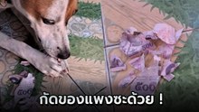 หมาคาบแบงก์ 500 กัดยับ ! แม่บอกไม่ได้รวย แต่คอนเทนต์มันวิ่งเข้าใส่