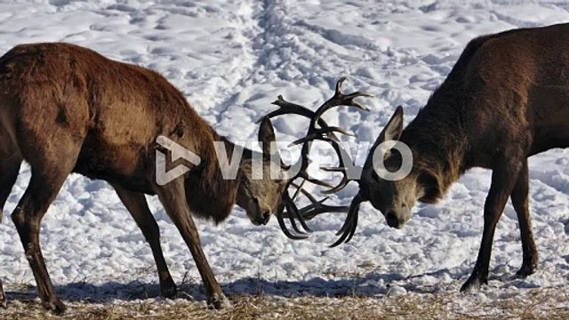 elk bucks battle dominance with antlers slomo
