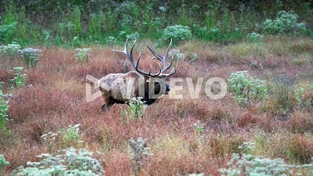 Bull Elk Bugling To Attract Females During Fall Rut