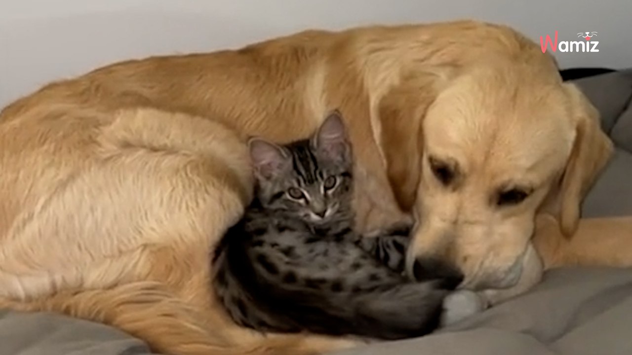 Frau lässt Welpen auf Kätzchen los und muss bis heute mit den Folgen leben