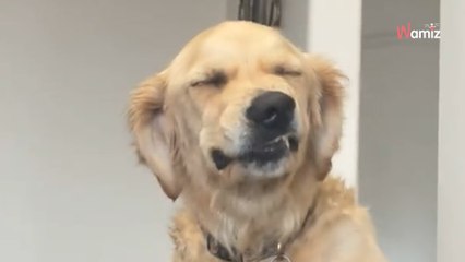 Ubłocone psy dostają zakaz wejścia na kanapę, ale mają na to własny plan (wideo)