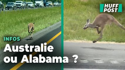 La drôle de course-poursuite entre les policiers et ce kangourou dans l’Alabama