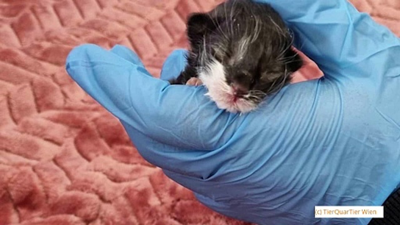 Über 30 Katzen in wenigen Tagen im TierQuarTier Wien aufgenommen – viele ausgesetzt, verletzt oder viel zu jung