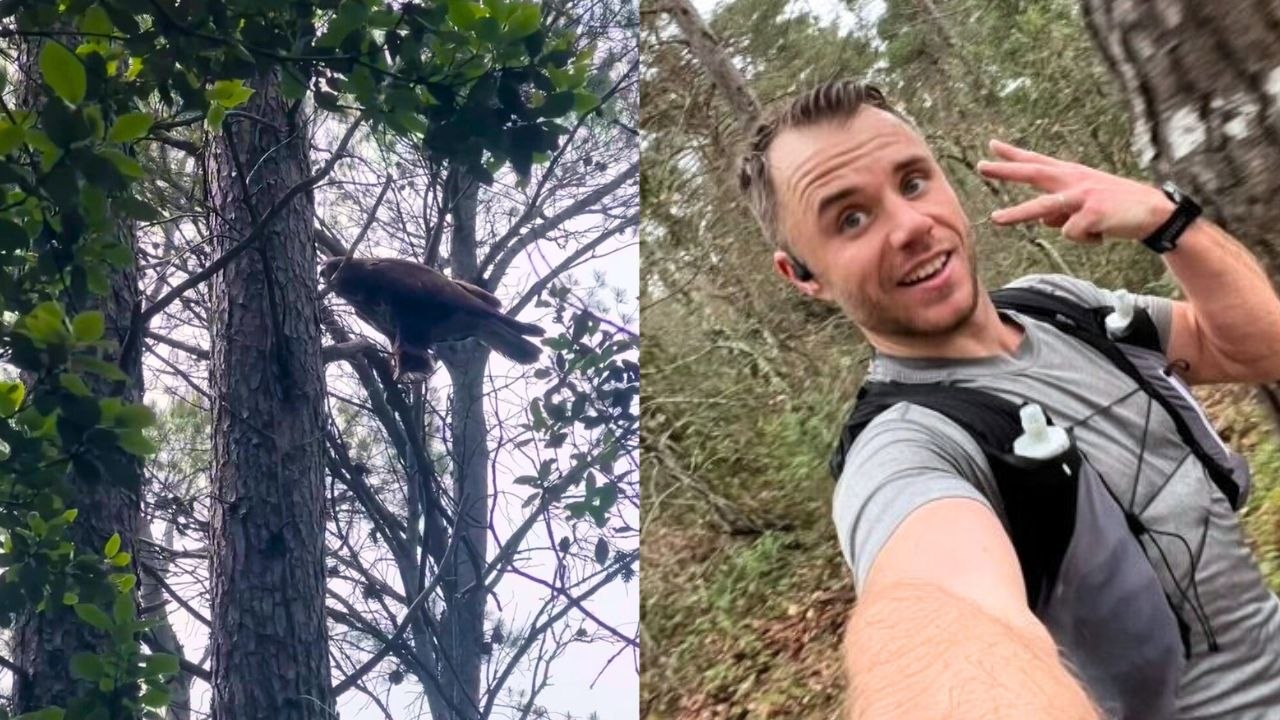 Bussard greift 10 minuten lang wiederholt verängstigten läufer an