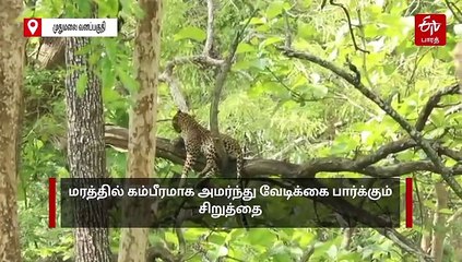 மரத்தில் அமர்ந்து 'கம்பீரமாக' பார்க்கும் சிறுத்தை... வீடியோ வைரல்!