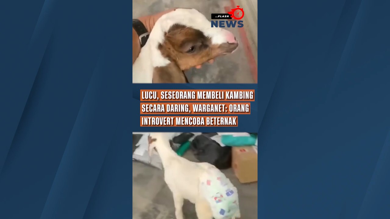 Lucu, Seseorang Membeli Kambing Secara Daring,...