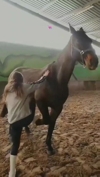 The Horse friendship.
