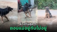 มะหมาแสนรู้ พฤติกรรมตอนแม่ไม่อยู่กับตอนแม่มา ต่างกันสุด ๆ