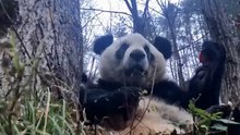 The daily life of pandas 🐼(56)   #Panda #Lovely