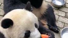 The daily life of pandas 🐼(57)   #Panda #Lovely