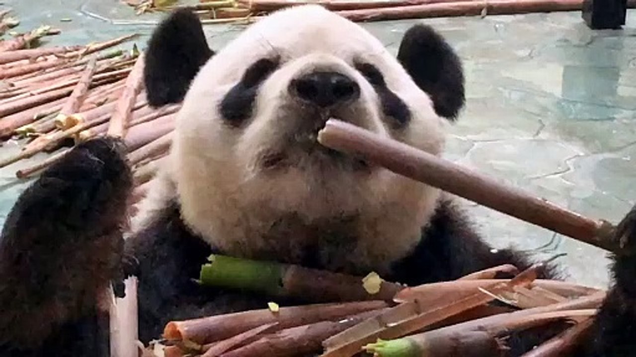 The daily life of pandas 🐼(58)   #Panda #Lovely
