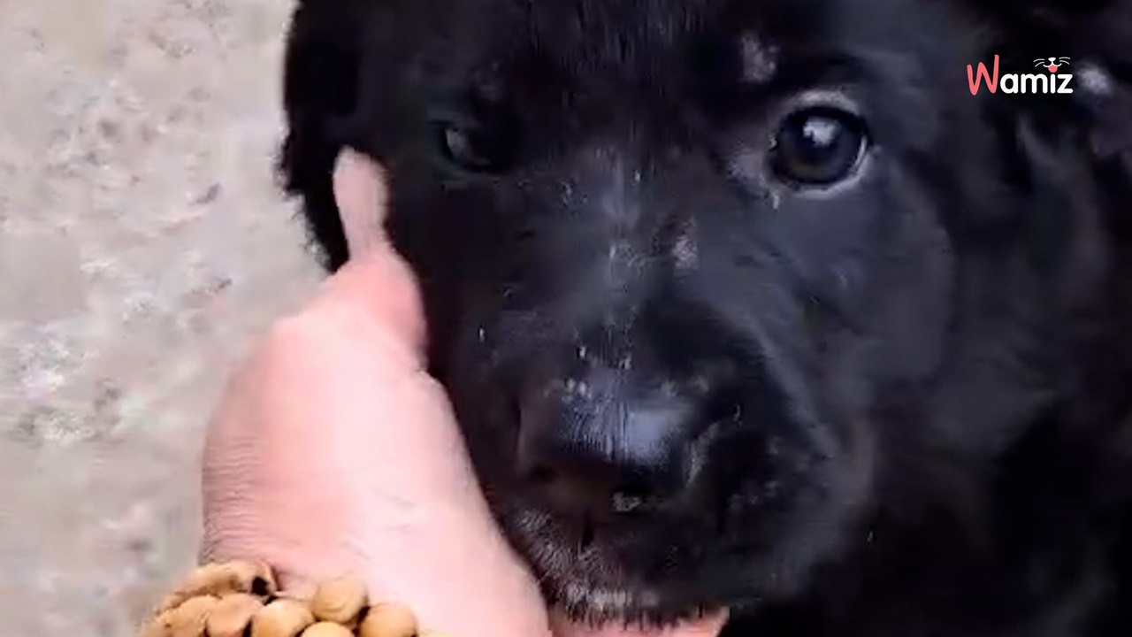 Elle aperçoit une petite ombre sur la route : son coeur s’arrête quand elle voit d’autres bébés (Vidéo)