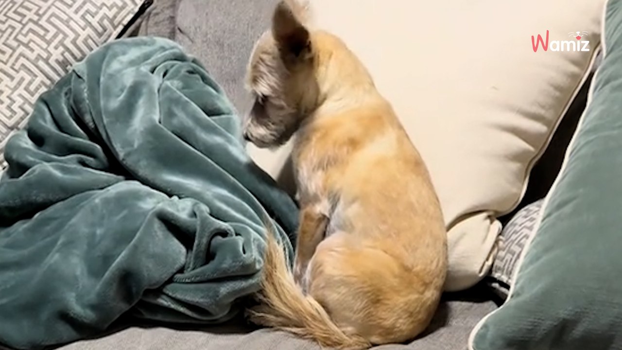 L'un de ses chiens vient de mourir : en observant le comportement du chien restant, elle comprend l'évidence (vidéo)