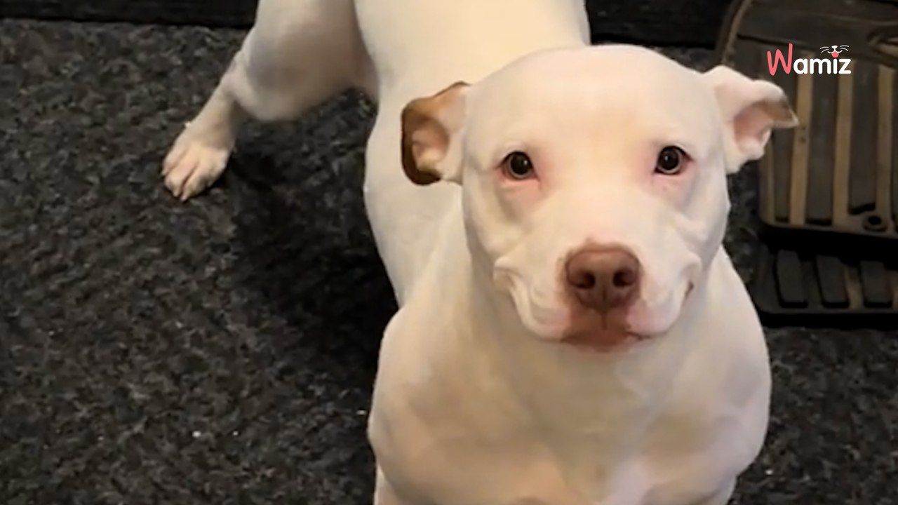 Ängstlicher Hund aus dem Tierheim betritt sein neues Zuhause: Seine ersten Schritte bewegen Millionen (Video)