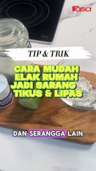 Cara Mudah & Efisien Halau Lalat, Lipas & Semut Di Dapur
