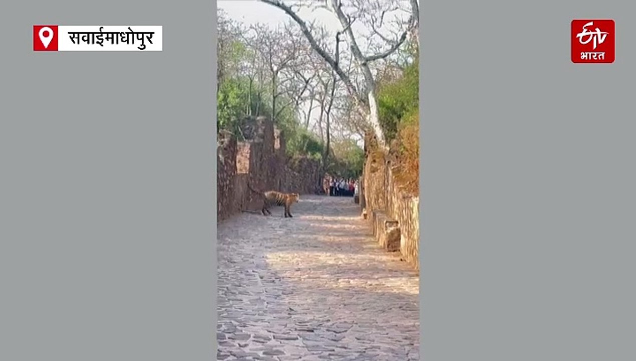 रणथंभौर दुर्ग में फिर नजर आया बाघ का मूवमेंट, श्रद्धालुओं में बनी दहशत