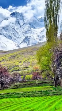 Chunda Valley in Full Bloom 🌼 | Spring Magic in Skardu, Gilgit-Baltistan #shorts #skardu