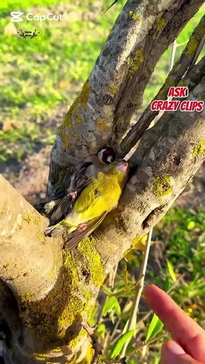 AMAZING BEAUTIFUL CREATURES!ASKCRAZY CLIPS