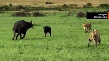 Vidéo impressionnante : une bufflonne protège son petit face à une meute de lions