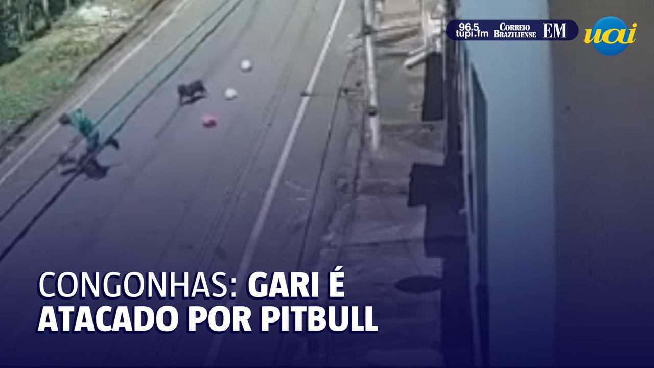 Gari é atacado por cães pitbull em Congonhas MG