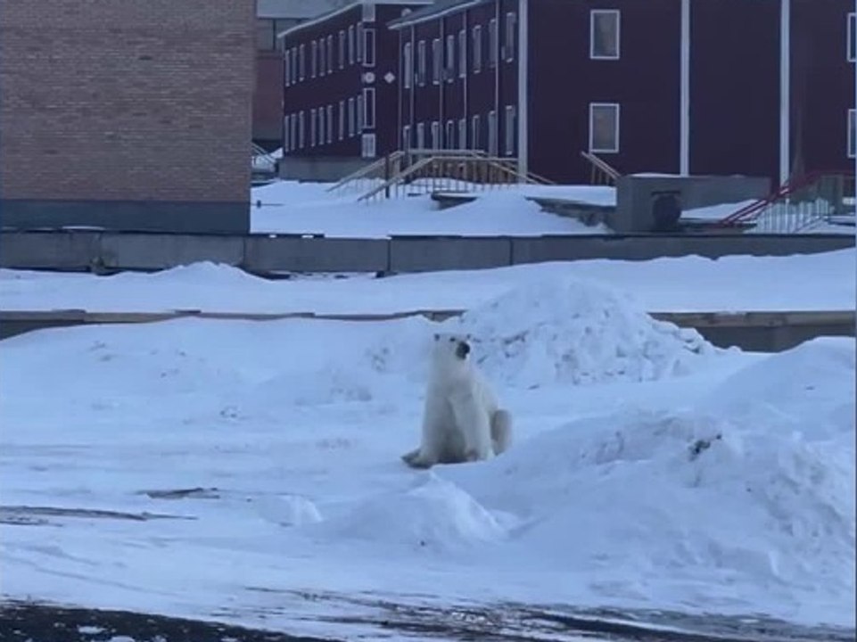 Eisbär überrascht Hotelgäste: Er isst ihre Snacks und jagt einen Mann