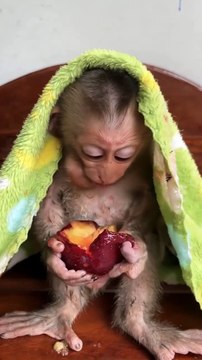 Meet the Cutest Baby Monkey Pure Cuteness in Action! 🐒❤️