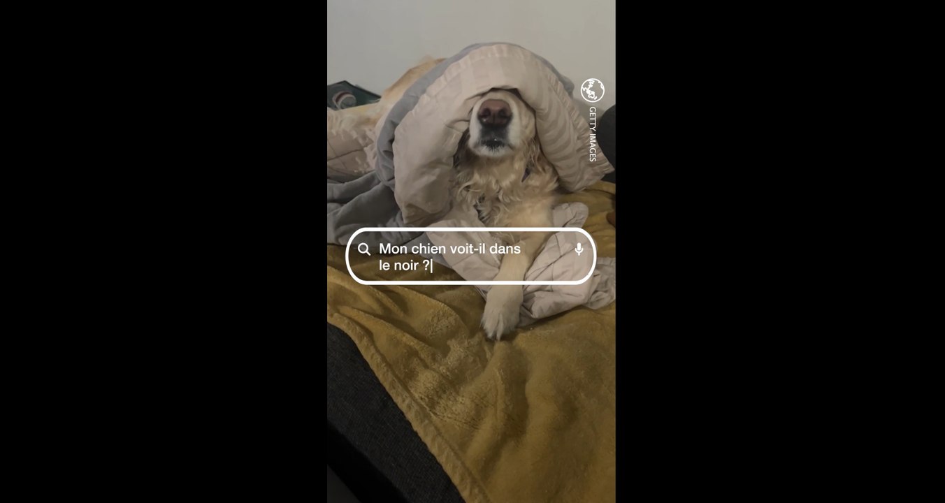 Mon chien voit-il dans le noir ? L'éclairage de Gaëlle Le Calonnec, docteure vétérinaire