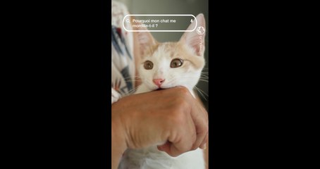 Pourquoi mon chat me mordille-t-il parfois ? L'éclairage de Gaëlle Le Calonnec, docteure vétérinaire