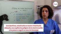 ¿Mi perro se ha electrocutado? Qué hacer y cómo actuar, según una veterinaria