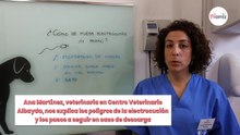 ¿Mi perro se ha electrocutado? Qué hacer y cómo actuar, según una veterinaria