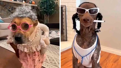Hilarische video: probeer niet te lachen om deze verklede honden