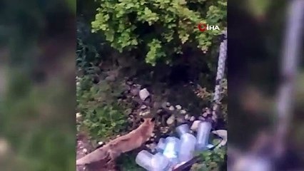 Aç kalan tilki şehir merkezine indi, sokaklarda, evlerin kapısında yiyecek aradı