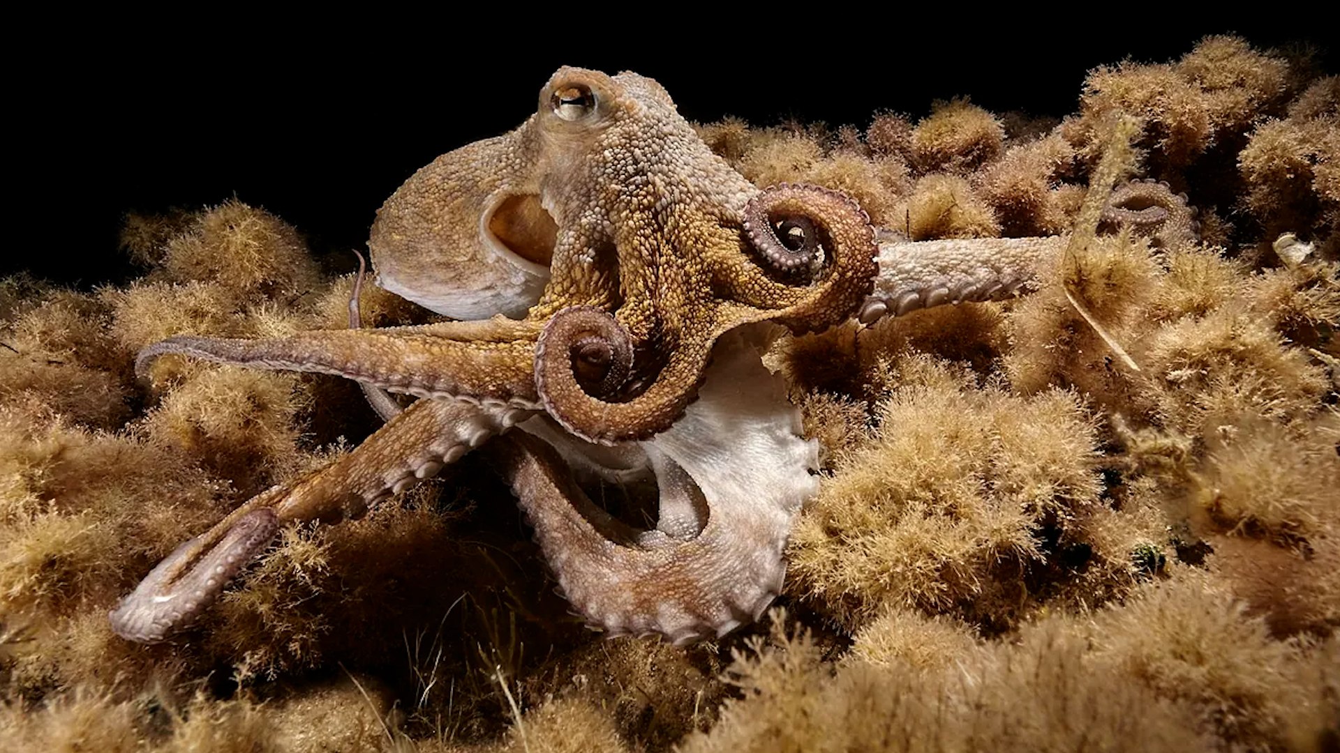 El CSIC encuentra a Salvador, el pulpo ibicenco con nueve brazos