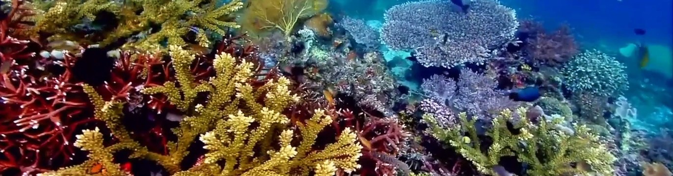 From Sea to H2Ocean: Discover Red Sea Salt’s Healing Power