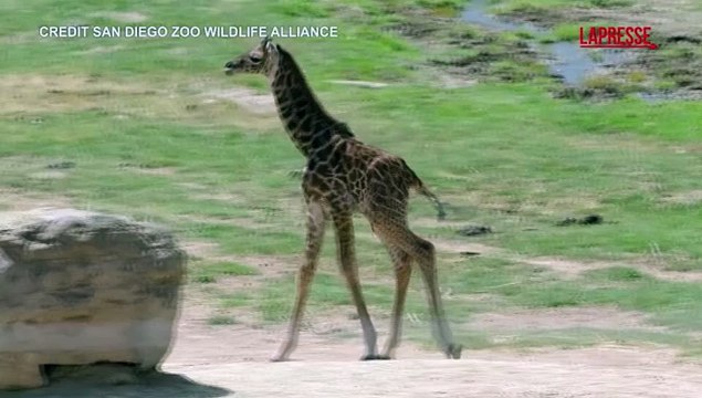 La giraffa Masai fa la sua prima apparizione allo zoo di San Diego
