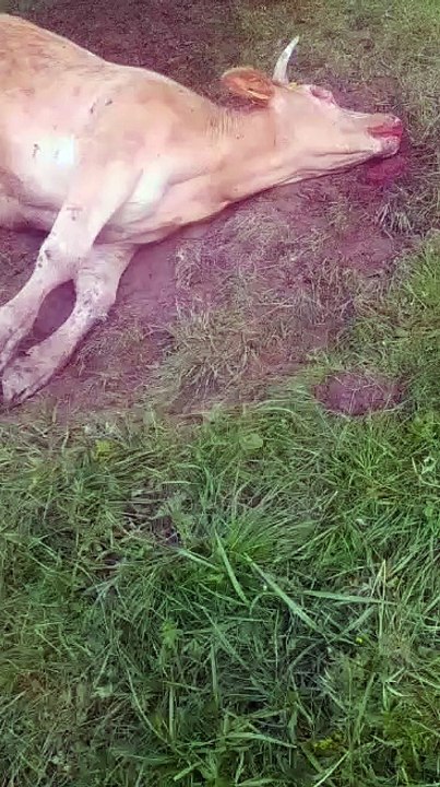 Attaque de vautours dans les Pyrénées
