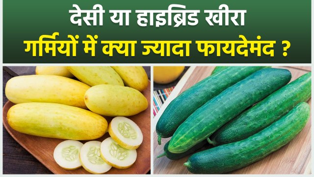 Cucumber Benefits: Organic Kheera या Hybrid Kheera, गर्मियों में कौन सी Variety खाना चाहिए | Boldsky