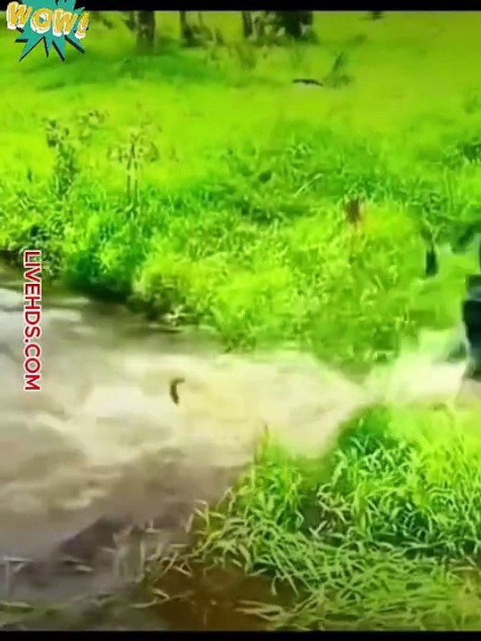 Funny video