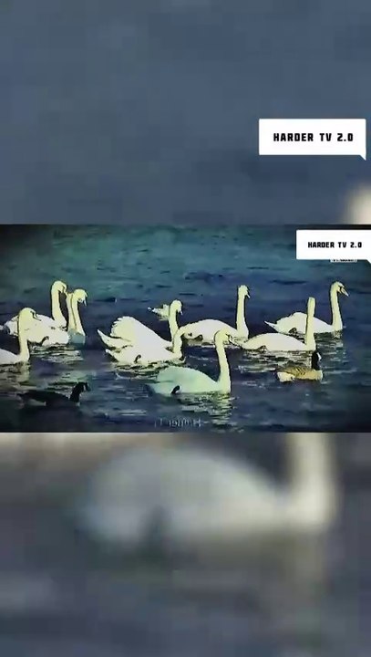 10 most dangerous bird