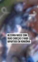 Bizarro: bezerra com duas cabeças nasce em São Miguel 