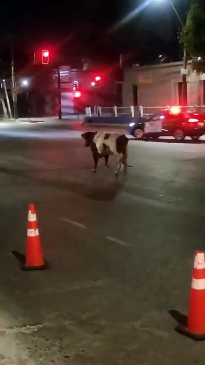 Vaca
