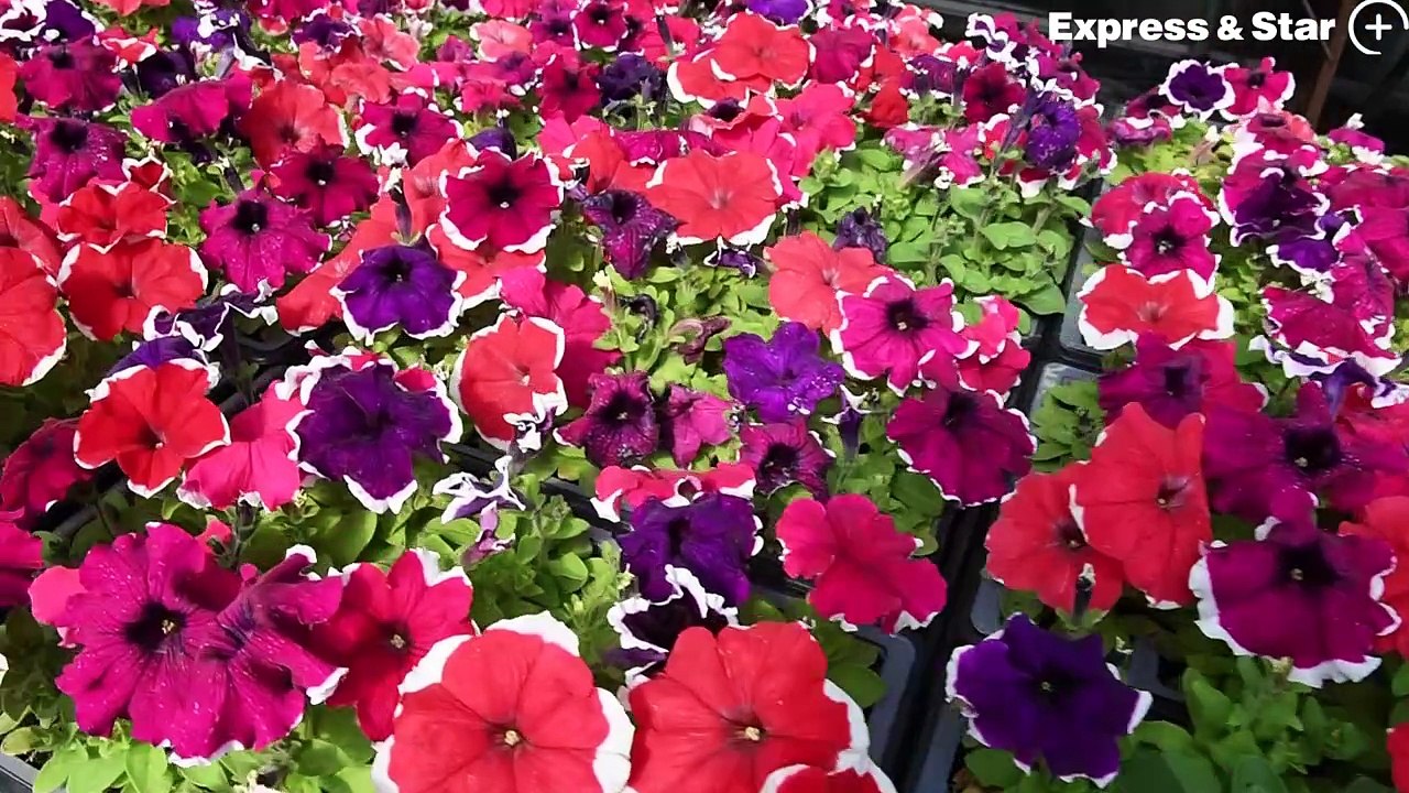 Ray Dolan, vice chair at Goscote Greenacres, Walsall, gets set for the plant sale.