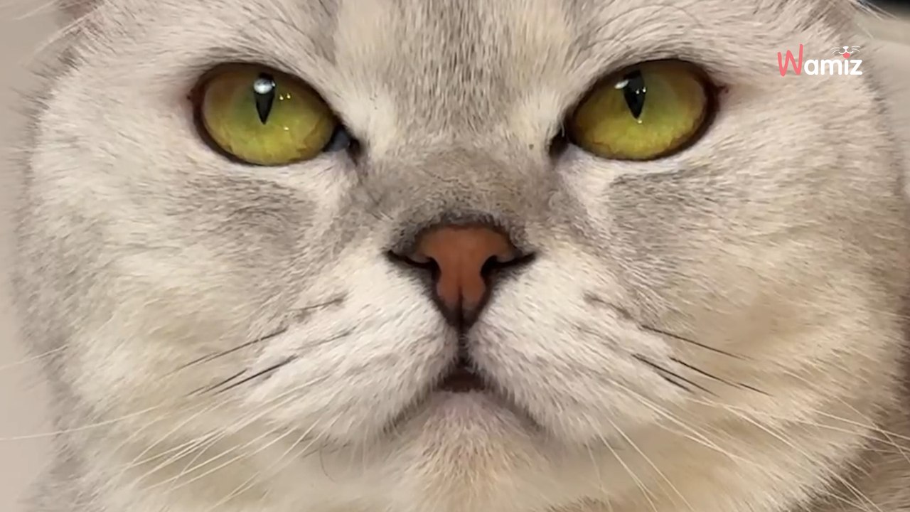 People can't help laughing at this cat's cunning revenge (video)