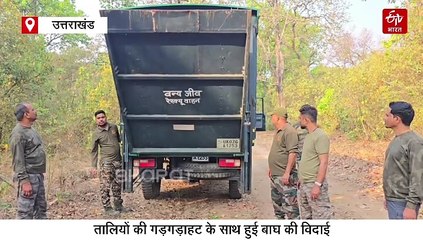 राजाजी नेशनल पार्क की शोभा बढ़ाएंगे कॉर्बेट के 5 टाइगर, तालियों की गड़गड़ाहट के साथ भेजा गया आखिरी नर बाघ