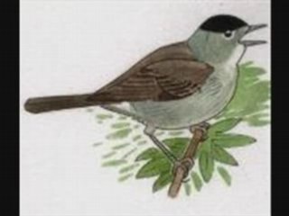 Fauvette à tête noire