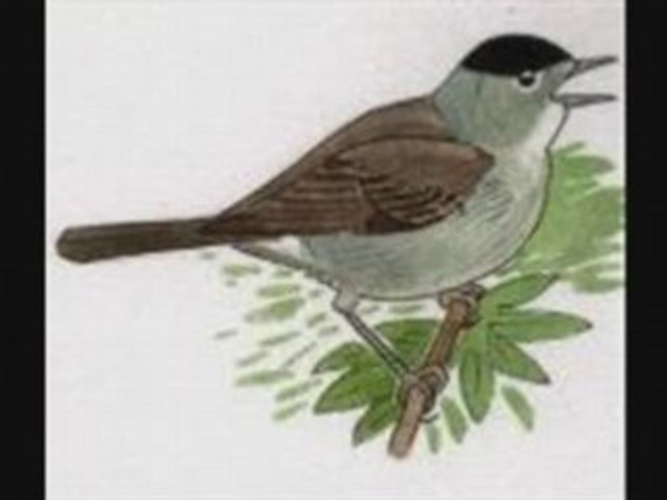 Fauvette à tête noire